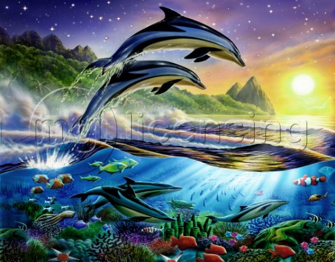 Atlantic dolphins