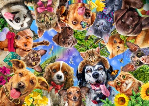 360 Dogs and Cats