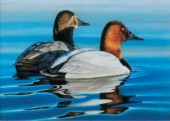 Birds on water (NPI 419)