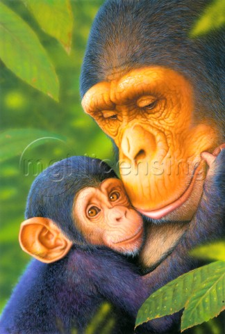 Chimp mother and baby