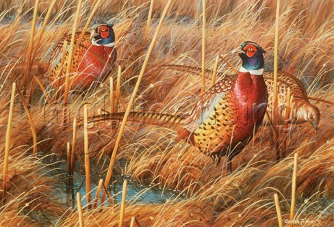 Three pheasants in weeds NPI 0007