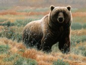 Grizzly on tundra II (NPI 0013)