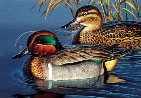 Green wing teal couple NPI 0041