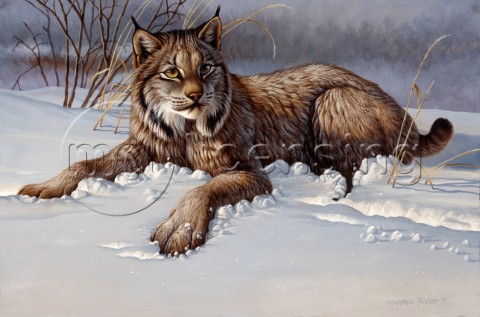 Lynx NPI 0050