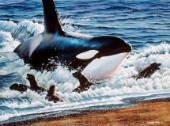 Orcas on the beach (NPI 0051)