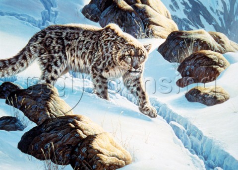 Snow leopard NPI 0052