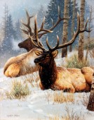 Two elk bulls in snow (NPI 0056)