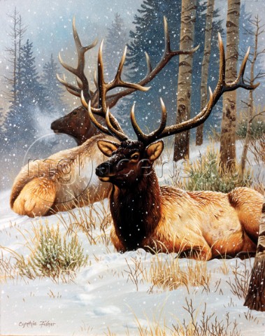 Two elk bulls in snow NPI 0056