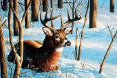 Whitetail resting in snow (NPI 0069)