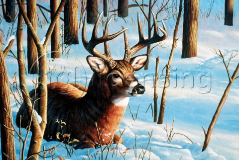 Whitetail resting in snow NPI 0069