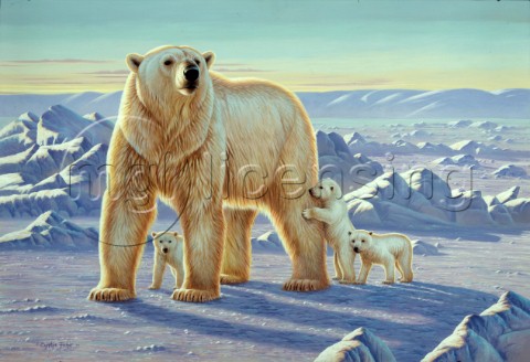 Polar bear with cubs NPI 0073