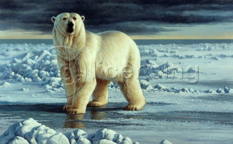 Arctic king NPI 0074