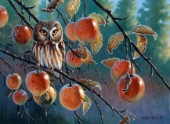 Owl with apples (NPI 0076)