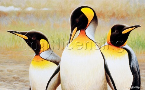 Penguins NPI 0078