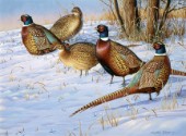 Five pheasants (NPI 0082)