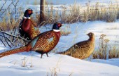 Three pheasants in snow (NPI 0083)