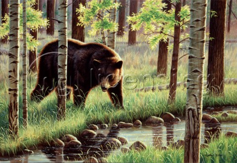 Black bear NPI 0090
