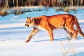 Low light cougar (NPI 0096)