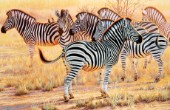 Zebra stallion watching group (NPI 0097)