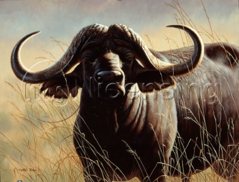 Cape buf bull head NPI 0101