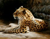 Leopard on rock (NPI 0104)