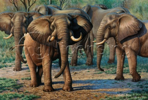 Zimbabwe elephants NPI 0107