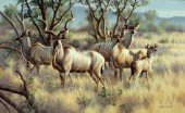 Kudu family (NPI 0111)