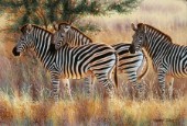 Three zebra group (NPI 0115)
