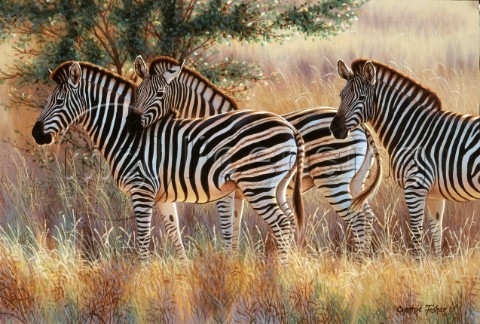 Three zebra group NPI 0115