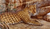 First leopard (NPI 0116)