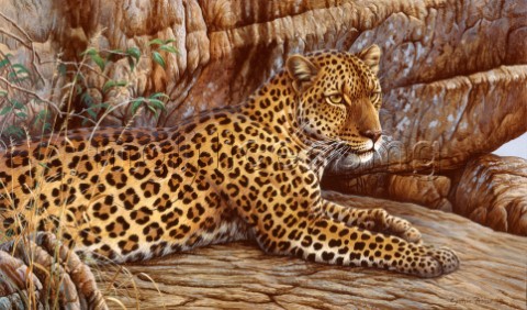 First leopard NPI 0116