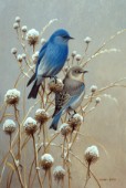 Mountain bluebirds (NPI 0131)
