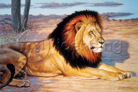 Single lion NPI 0141