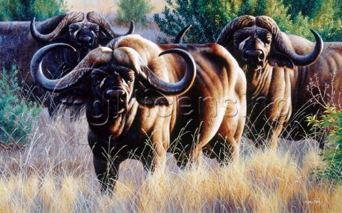 Three big buffalo NPI 0144