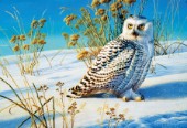Snowy owl (NPI 605)