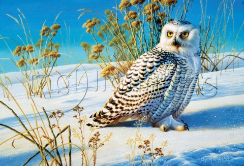 Snowy owl NPI 605