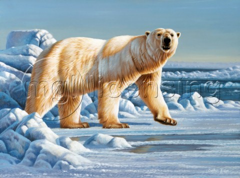 Ice bear NPI 21490026