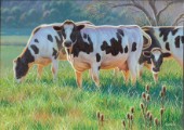 Cows (NPI 21490048)