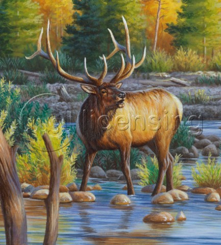 Elk in river NPI 21490049