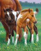 Two foals (NPI 21490053)