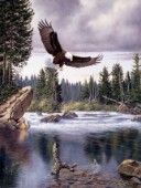 Natures medley eagle (NPI 2120)