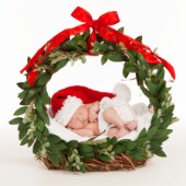 Baby Wreath