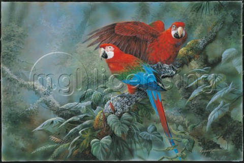 Green winged macaws NPI 2403