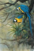 Blue and gold macaws (NPI 2404)