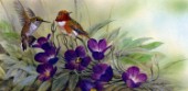 Allens hummingbird (NPI 2409)