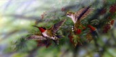 Ruby throated hummingbird (NPI 2410)