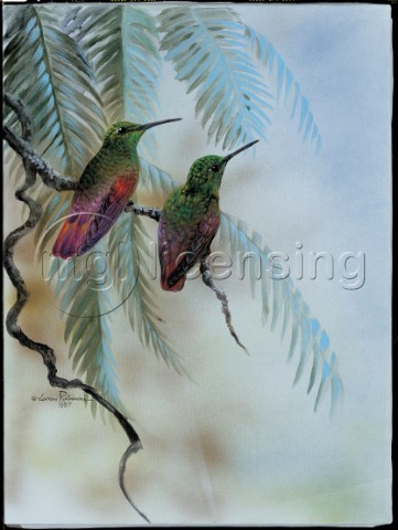 Rufous hummingbird NPI 2412