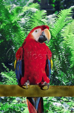 Red Parrot A131