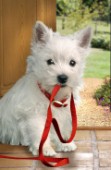 West Highland Terrier and leash (DP167)