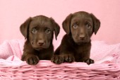 Two brown Labradors in pink basket (DP485)